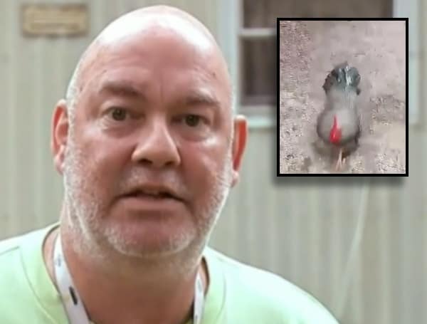 Florida Man Chicken A Florida man has been accused of murdering his neighbor’s rooster and was arrested on animal cruelty charges.
