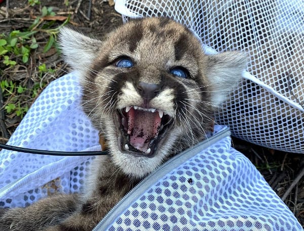 Finding a litter of Florida panthers isn't an easy task. But for the long-term sustainability of the native species, researchers diligently complete their work.