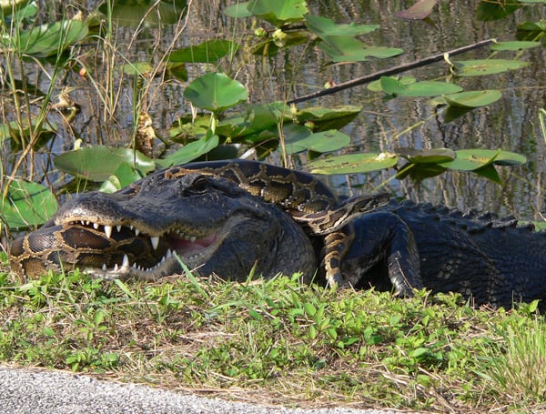 Florida crawls with invasive species: Burmese pythons, water hyacinths, Brazilian peppertrees. By taking a few precautions, we can lower the chances an animal or plant becomes invasive, says a University of Florida expert.
