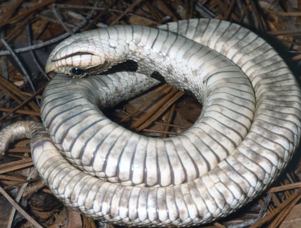 Florida Southern hognose snake