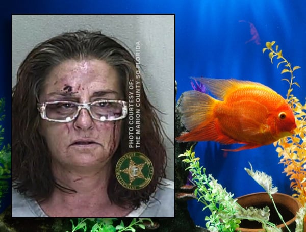 A Florida woman is in the tank, literally, after dumping hot sauce into a fish tank, killing a victim's fish.
