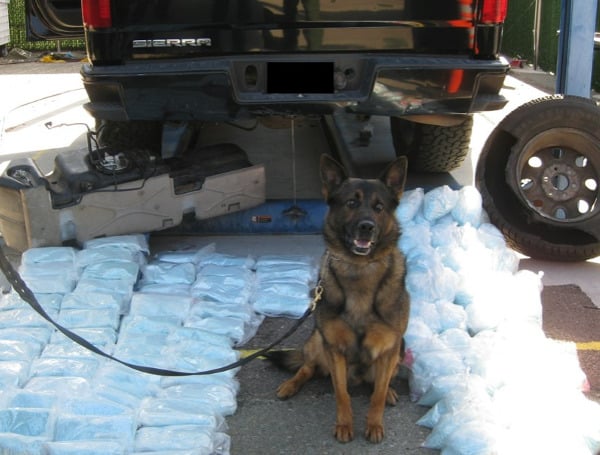 Border Patrol agents seized 250 pounds of fentanyl, enough to potentially kill everyone living on the west coast of the country, U.S. Customs and Border Protection (CBP) announced Monday.