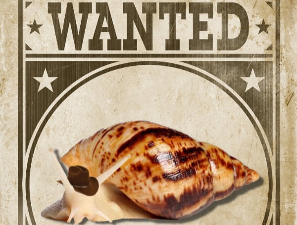 If you live in Pasco County and have spotted an abnormally large snail, it may be a giant African Land Snail.
