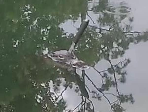 Florida Fish and Wildlife officials trapped an alligator on Sunday in Deltona after people spotted the gator with a knife sticking out of its head.