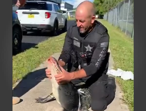 A seven-foot alligator greeted students during drop-off at Lexington Middle School on Wednesday morning.