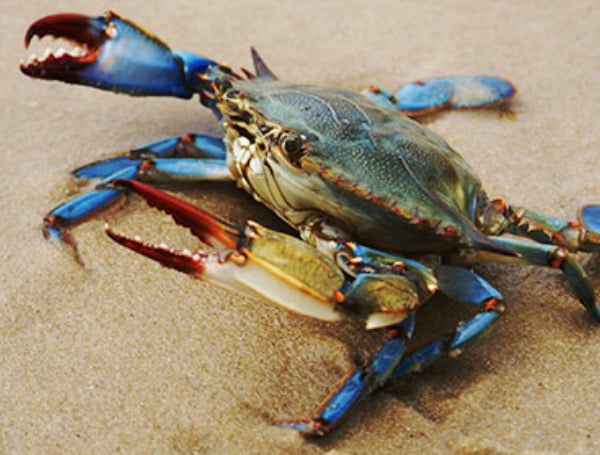 Recreational and commercial blue crab traps must be removed from certain state waters on the east coast of Florida prior to Aug. 10, the first day of two 10-day trap closures occurring this month.