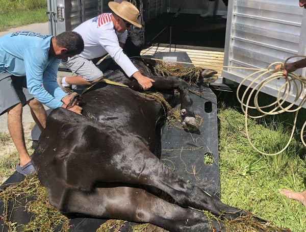 A cow that was stuck in a canal and in distress on Sunday afternoon has been rescued and reunited with its owner thanks to the actions of Agriculture Bureau deputies in Collier County.