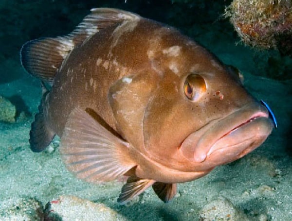 Red Grouper (File)