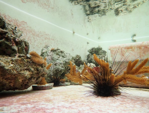 Patterson used about 200 urchins for his latest experiment – an amazingly high number, considering how difficult they are to grow. “You could collect 200 wild urchins without too much trouble; growing 200 of them via aquaculture is much more difficult,” he said.