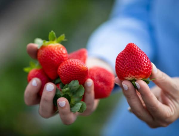 In their quest to improve strawberry flavor, University of Florida scientists have found the genes behind several aromatic chemicals that enhance the fruit’s taste.