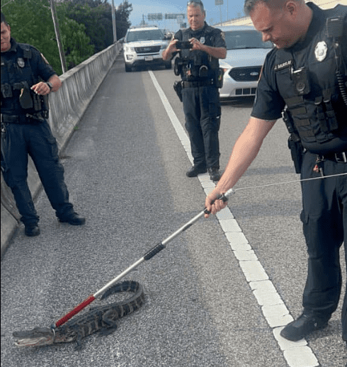 Officers were able to wrangle the reptile and keep it safe until a trapper could come to safely relocate it, according to police.