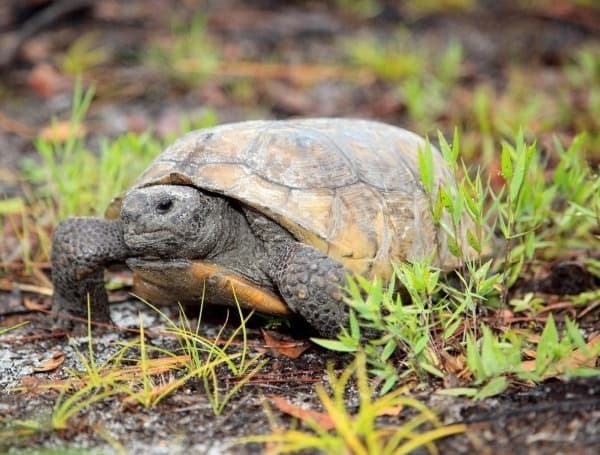 Two conservation groups Wednesday filed a lawsuit challenging a decision by federal wildlife officials to reject listing gopher tortoises as endangered or threatened species, saying the burrowing animals face a “grim” future without help.