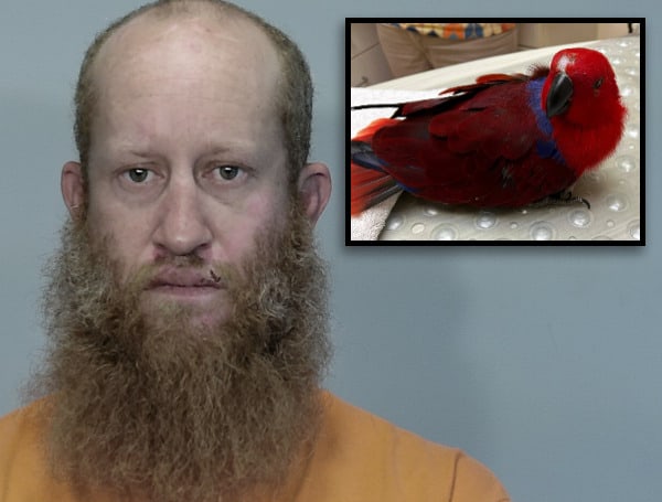 A 40-year-old Florida man who stole his roommate’s Eclectus parrot named Piper was arrested on Tuesday.
