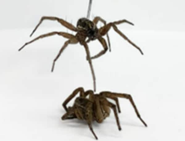 Scientists at Rice University converted the corpse of a wolf spider into a device used to manipulate and grip objects, according to a study published in Wiley Online Laboratory.