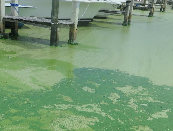The Florida Department of Health blue-green algal toxins i