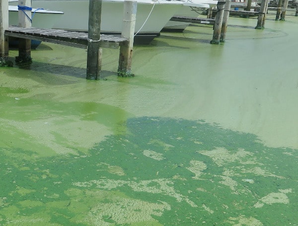 Blue-Green Algae (TFP File Photo)