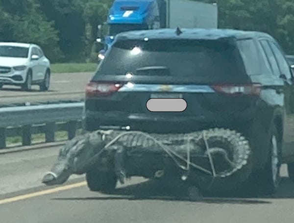 A Florida driver couldn't miss an alligator tied to the rear bumper of an SUV while driving down a Florida highway last weekend.