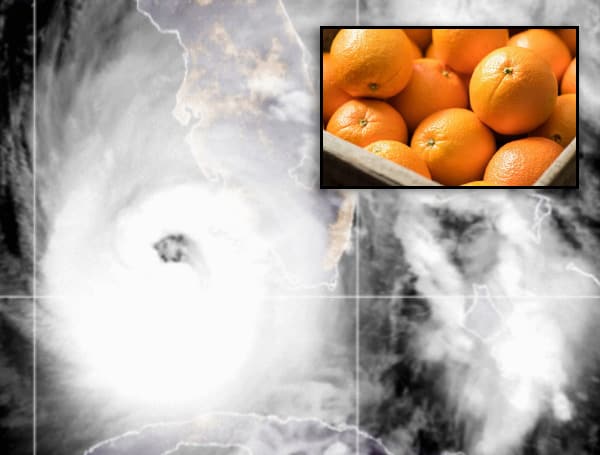 Florida’s already-struggling citrus industry could take a hit from Hurricane Ian.