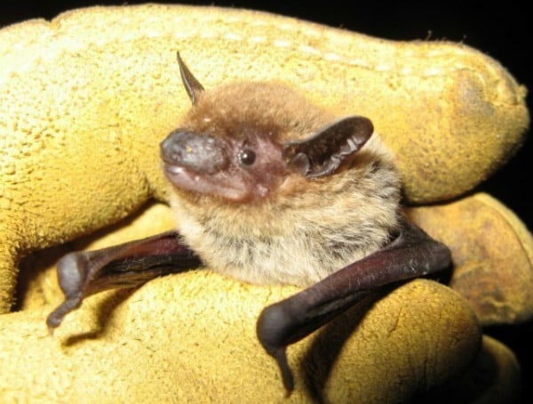 The Florida Fish and Wildlife Conservation Commission (FWC) advises the public that fall is an ideal time to exclude bats from your home or other structures. Exclusion is not permitted during bat maternity season, which officially concluded Aug. 15. Waiting until fall protects Florida’s beneficial bat populations by keeping them undisturbed while they give birth and raise their young, called pups.