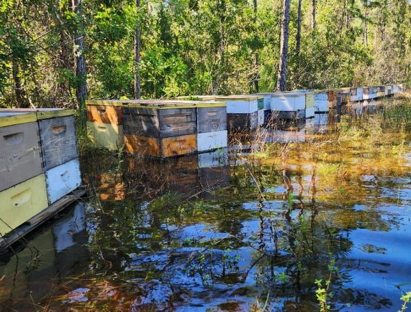 When Hurricane Ian made landfall last week, among the agriculture industry losses were some important pollinators: honey bees.