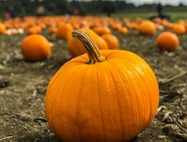 Autumn has arrived! That means it's time for the St. Petersburg Parks & Recreation Department's Annual Autumn Harvest Festival.