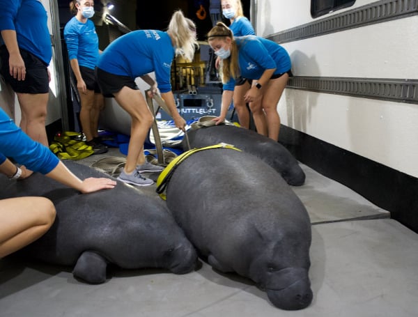 As the Florida manatee population continues to struggle with watercraft injuries, severe weather, and red tide, many young manatees become orphans in need of human assistance.