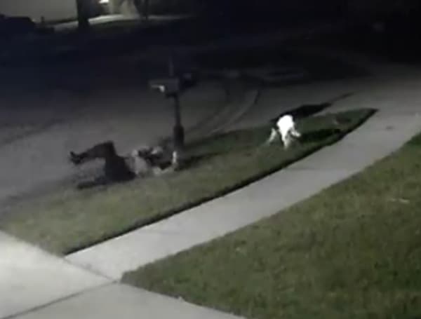 Florida Woman Karma Dog Business