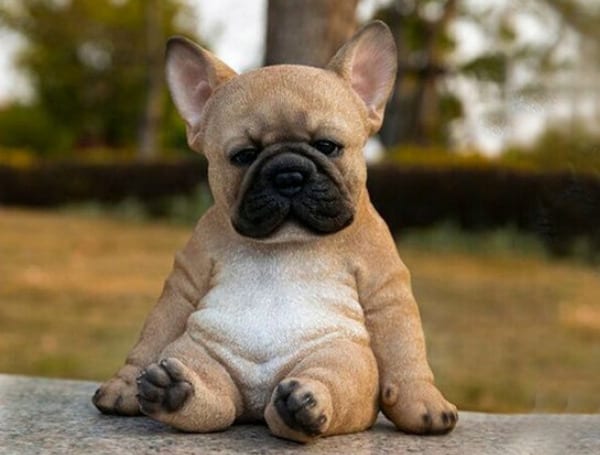 A North Carolina man was sentenced to six years and six months in prison, three years of supervised release, and ordered to pay $1,660 in restitution for robbing a Lancaster County puppy breeder and his family at gunpoint in order to steal five French Bulldog puppies in October 2020.
