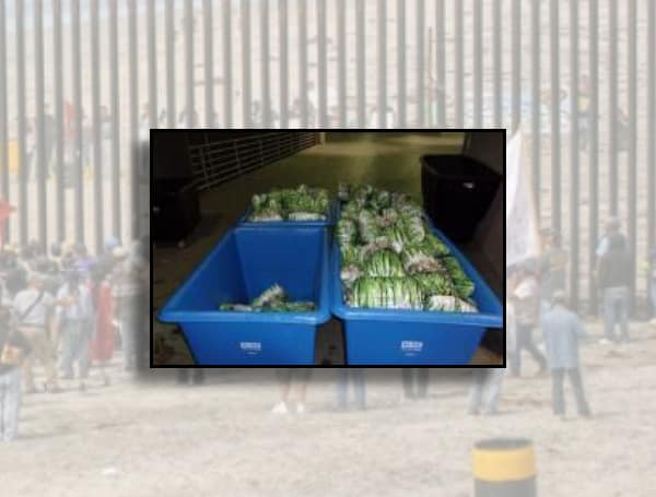 While inspecting a tractor trailer at the Otay Mesa Commercial Facility, manifested to be transporting green onions, CBP agents discovered narcotics concealed deep in the middle of the pallets. 
