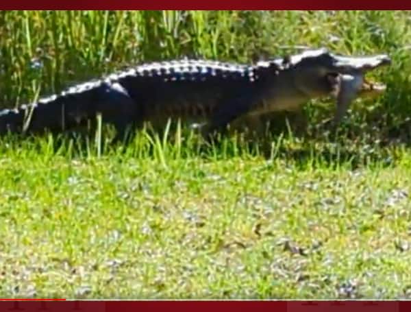Alligator tromps away with fish.