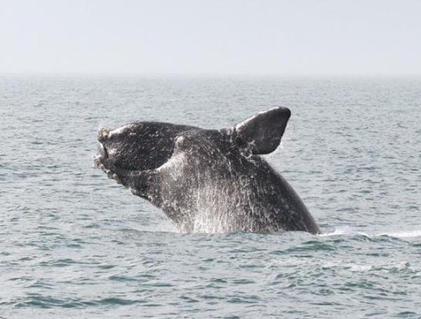 Conservation groups Tuesday filed an emergency petition seeking expanded boat-speed limits to protect endangered , which calve each year off the coast of North Florida and other areas of the Southeast.