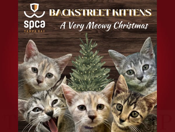 SPCA Tampa Bay is getting in the holiday spirit by naming a litter of five adoptable kittens after the Backstreet Boys!