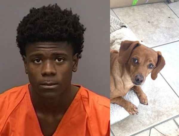 The Tampa Police Department has arrested a suspect who shot two dogs, killing one, during an attempted armed robbery. Jayden Makell Harris, 17, was arrested on Thursday, November 3, 2022, on multiple felony charges.