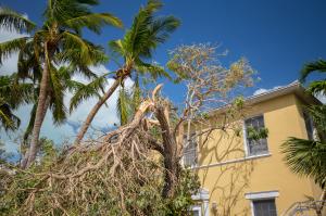 tree removal palm 1