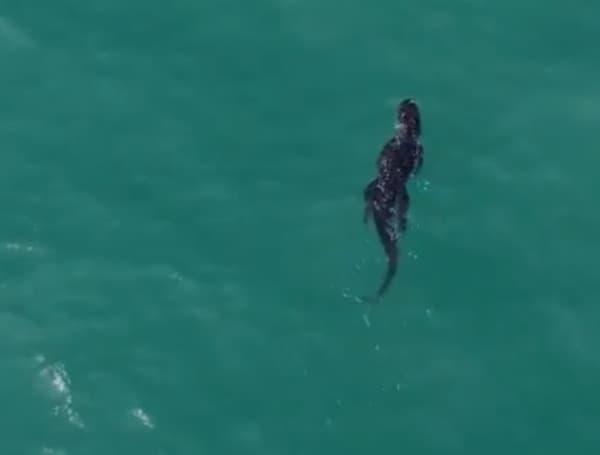 An alligator was caught on camera Saturday afternoon taking a dip in the ocean off of the Florida coast.