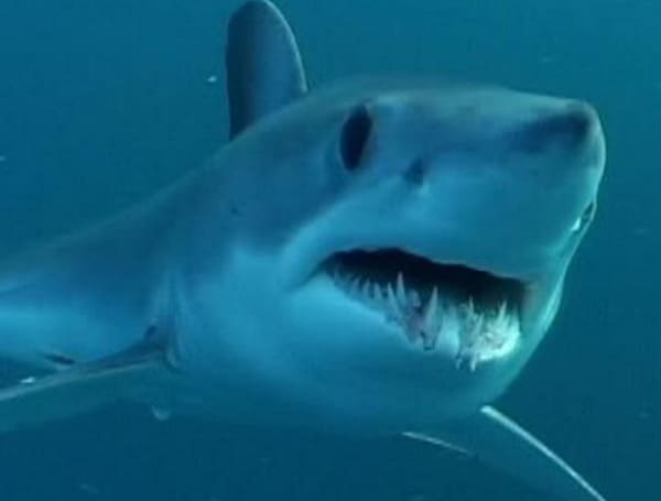 At its Nov. 30–Dec. 1 Commission Meeting, the Florida Fish and Wildlife Conservation Commission (FWC) approved a rule to set the Florida state waters recreational bag limit for Atlantic shortfin mako at zero.