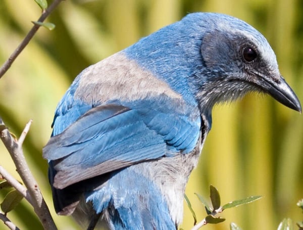 A House Republican on Tuesday proposed designating the Florida scrub-jay as the official state bird, displacing the mockingbird, which has held the designation for nearly a century. 