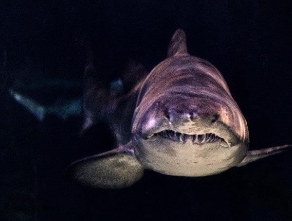 A team of researchers, led by Lisa Whitenack, a biology professor at Allegheny College in Pennsylvania, watched 272 episodes of the Discovery Channel’s “Shark Week” broadcasts, spanning 32 years of shows.
