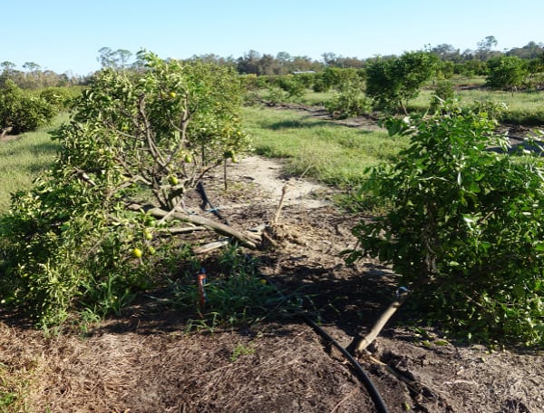 University of Florida scientists will use artificial intelligence technology to quantify damage to fruits and vegetables caused by extreme weather events, such as Hurricane Ian.