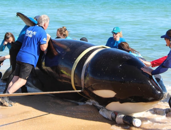 On Wednesday morning, the Flagler County Sheriff's Office reported an orca at least 21-foot-long had washed up on the shore of Florida's Palm Coast. 