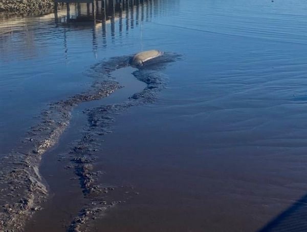 Officials in Florida responded and rescued a manatee who found itself stuck in a mudflat and was struggling to make its way to deeper water.