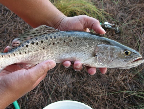 Recreational harvest of spotted seatrout closes Feb. 1 in the Western Panhandle Management Region (Escambia County through the portions of Gulf County west of 85 degrees 13.76 minutes west longitude but NOT including Indian Pass or Indian Lagoon).