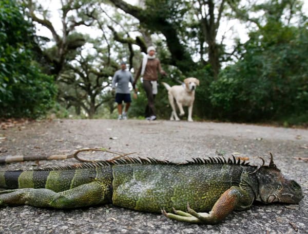 If you’re in South Florida, you may have woken up to paralyzed Iguanas on the sidewalk or your driveway.