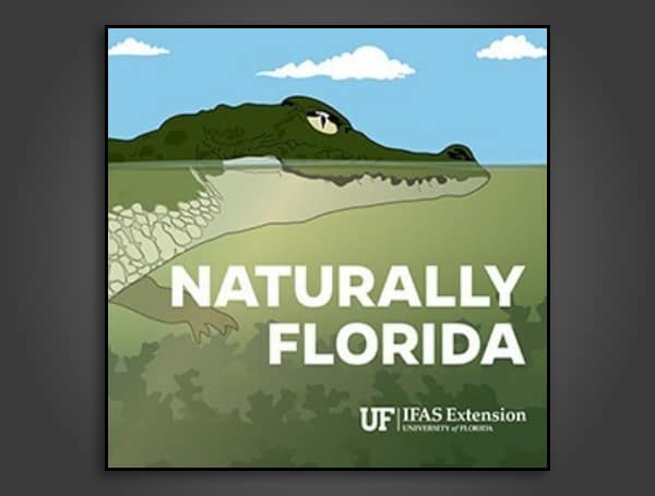The University of Florida Institute of Food and Agricultural Sciences (UF/IFAS) Extension Programs in Polk and Pinellas Counties are excited to announce the launch of the third season of their popular podcast, Naturally Florida.