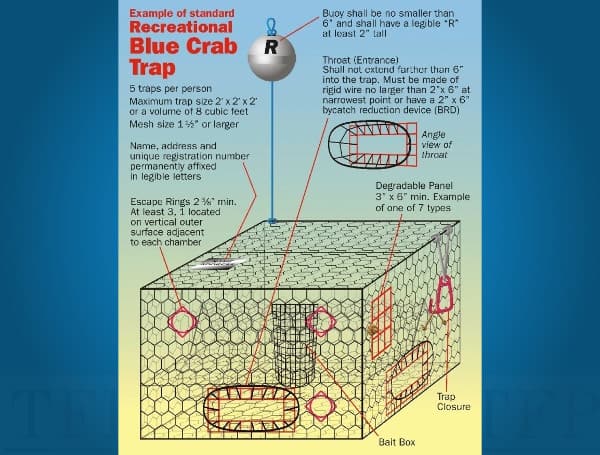 Starting in March, recreational crab traps in Florida will be required to have rigid funnel openings no larger than 2 x 6 inches at the narrowest point or 2 x 6-inch bycatch reduction devices installed to reduce accidental trapping of diamondback terrapins, which has been a significant threat to the species.