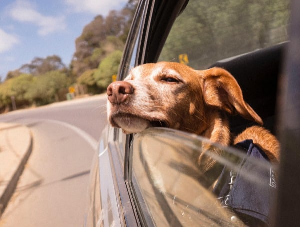A new Florida bill would make it illegal to let a dog be in a driver’s lap or stick their head out of a window of a moving car.