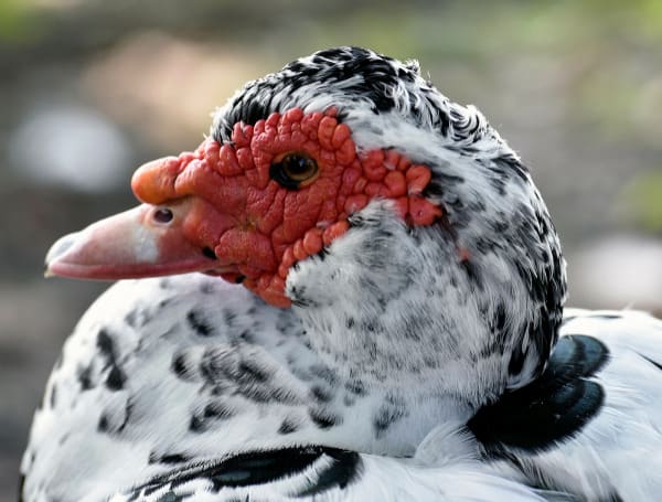 The Florida Fish and Wildlife Conservation Commission (FWC) continues to monitor bird mortalities suspected to be attributed to Highly Pathogenic Avian Influenza throughout Florida. 