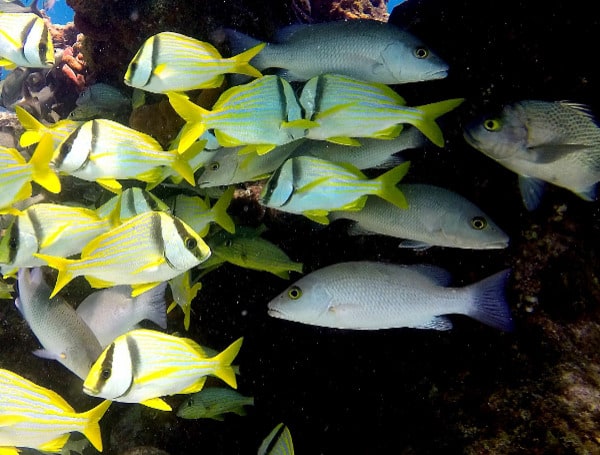 At its Feb. 22 meeting, the Florida Fish and Wildlife Conservation Commission (FWC) approved a rule to require the possession of a descending device or venting tool that is rigged and ready for use on board a vessel when harvesting or attempting to harvest, including catch and release, of reef fish in state waters.