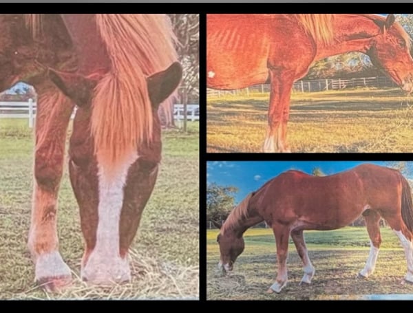 Authorities in Florida need your help in locating a stolen horse named Whiskey.