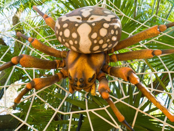 There’s always something new and exciting to look forward to at Florida’s most visited cultural institution. Join us at ZooTampa to experience BUGTOPIA, a limited-time family-friendly event that opens on Saturday, February 25.